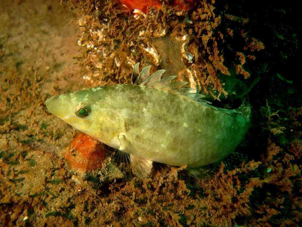 Symphodus cinereus dal Golfo di Venezia